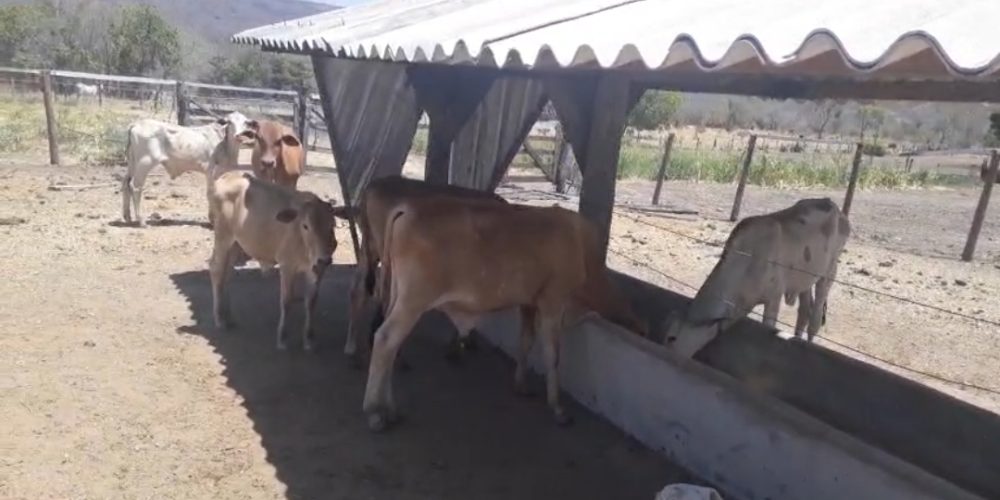 Screenshot_20260131_083516_Gallery