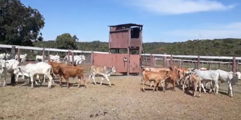 Screenshot_20260131_083547_Gallery